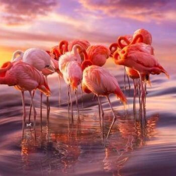 Wavy Flamingos – Diamond Painting Kit